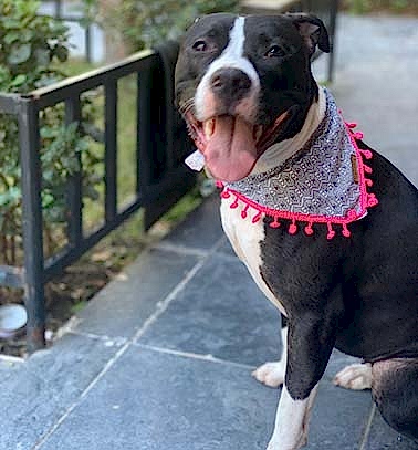 Etiler Pet House Galeri 1