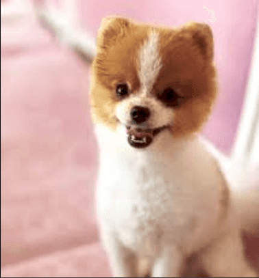 Etiler Pet House Galeri 10