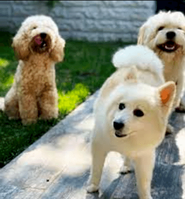 Etiler Pet House Galeri 11