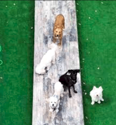 Etiler Pet House Galeri 12