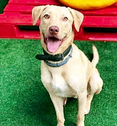 Etiler Pet House Galeri 13