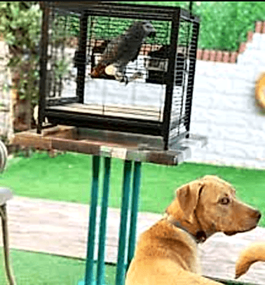 Etiler Pet House Galeri 16