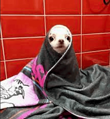 Etiler Pet House Galeri 18