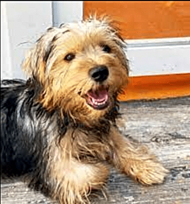 Etiler Pet House Galeri 20