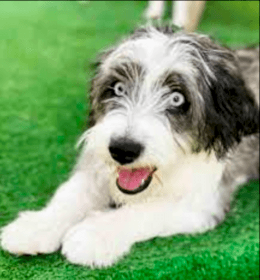 Etiler Pet House Galeri 21