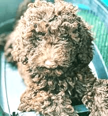 Etiler Pet House Galeri 22