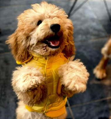 Etiler Pet House Galeri 5