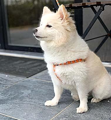 Etiler Pet House Galeri 6