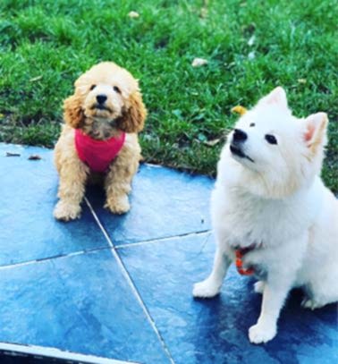 Etiler Pet House Galeri 8