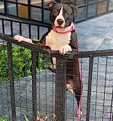 Etiler Pet House Galeri 9